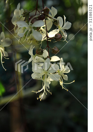 グレープバニラ グレープバニラ 31386321