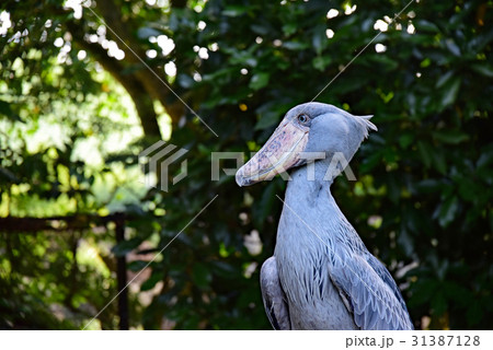 ハシビロコウ 31387128