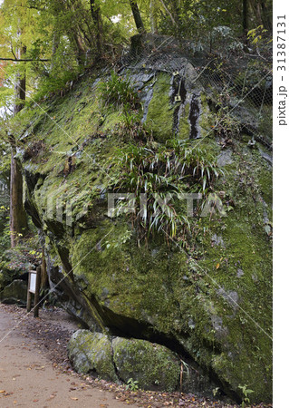 唐人戻岩 箕面滝道 唐人戻岩 箕面滝道 31387131