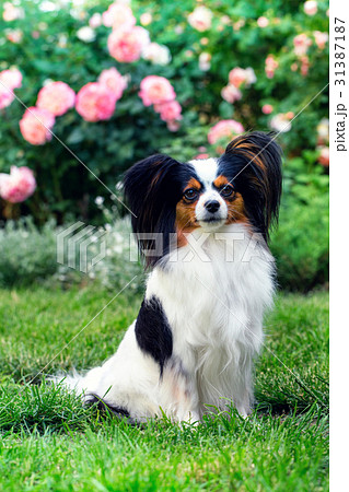 Dog in the garden Dog in the garden 31387187