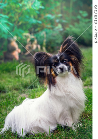 Portrait of a dog of the breed Papillon 31387195