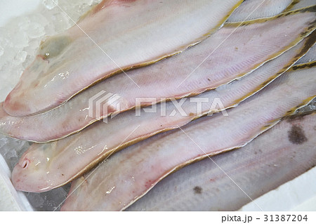 シタビラメ　 31387204