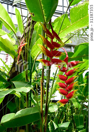 観葉植物ヘリコニアロストラータ 熱帯植物の写真素材