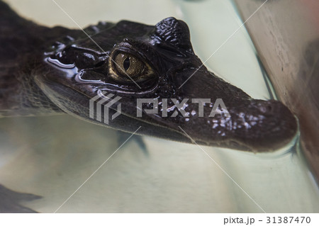 Beautiful caiman crocodile Beautiful caiman crocodile 31387470
