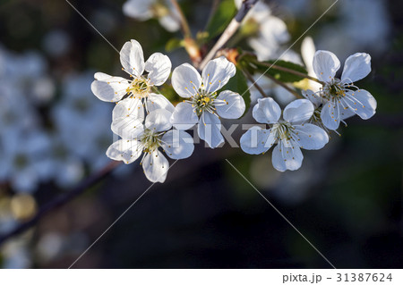 Flowering cherry branch in May Flowering cherry branch in May 31387624