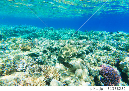 Tranquil underwater Tranquil underwater 31388282