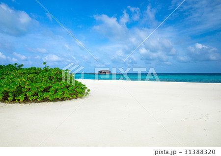 tropical beach in Maldives 31388320