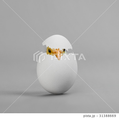 egg egg 31388669