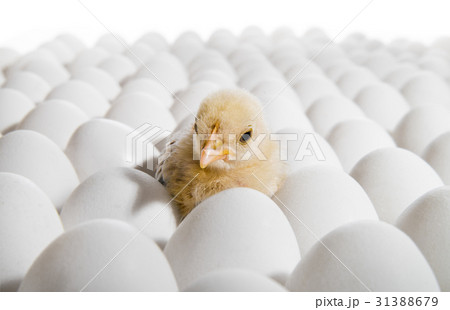 nestling nestling 31388679