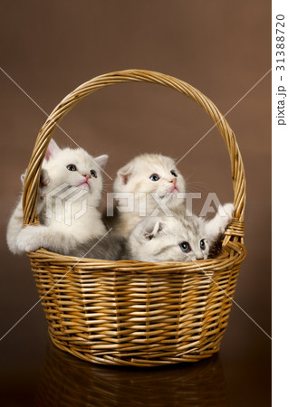 kittens kittens 31388720