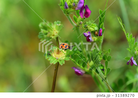 てんとう虫 31389270