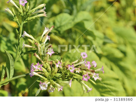 花が咲いたタバコ畑 31389360