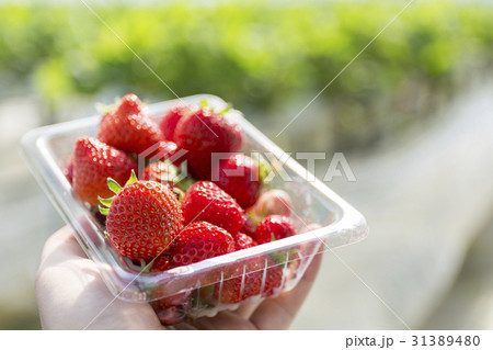 いちご狩り 31389480
