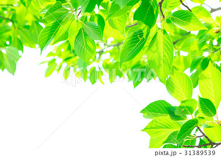 爽やかな新緑イメージ　森林　葉っぱ　エコロジー　見上げる　植物　春イメージ 31389539