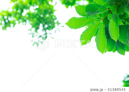 爽やかな新緑イメージ　森林　葉っぱ　エコロジー　見上げる　植物　春イメージ 31389545