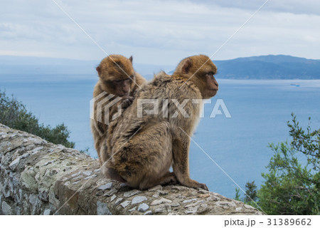 Two barbery apes sitting and grooming at Gibraltar 31389662