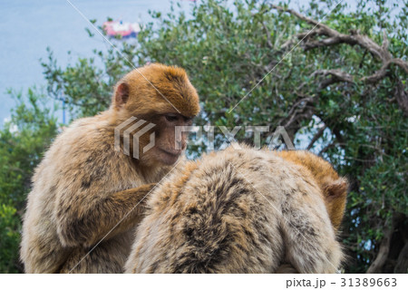 Two barbery apes sitting and grooming at Gibraltar 31389663