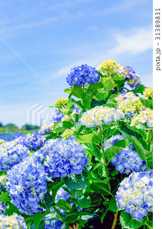 晴れの日のアジサイ 紫陽花 あじさい 梅雨時期の写真素材 3131