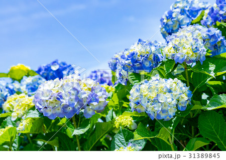 晴れの日のアジサイ 紫陽花 あじさい 梅雨時期の写真素材