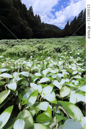 岡田の谷の半夏生園 岡田の谷の半夏生園 31390015