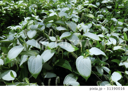 岡田の谷の半夏生園 岡田の谷の半夏生園 31390016