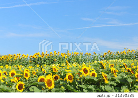 ひまわり 31390239