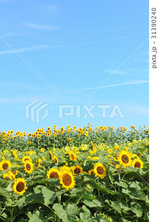 ひまわり 31390240