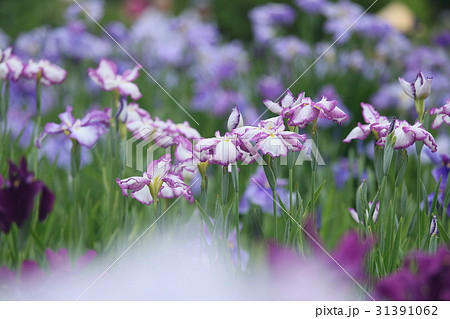 しょうぶ しょうぶ 31391062