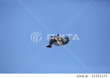 ヒメヤマセミのホバリング 31391275