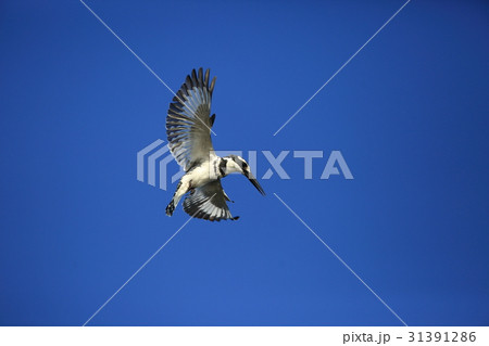 ヒメヤマセミのホバリング 31391286