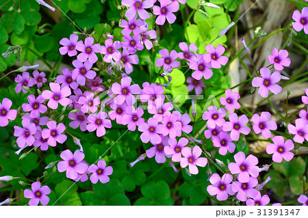 イモカタバミの赤紫色の花 31391347