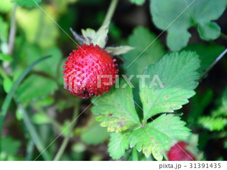 ヘビイチゴの果実 ヘビイチゴの果実 31391435