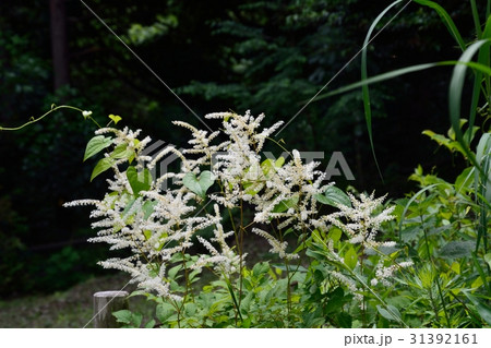 アワモリショウマの白い房状の花の写真素材