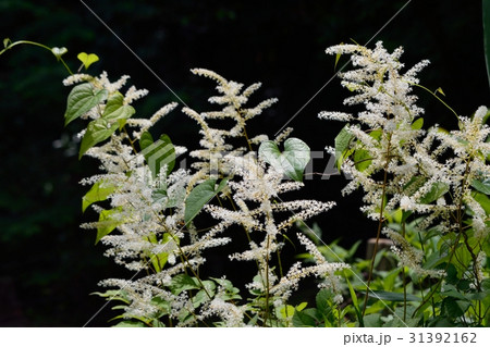 アワモリショウマの白い房状の花 アワモリショウマの白い房状の花 31392162