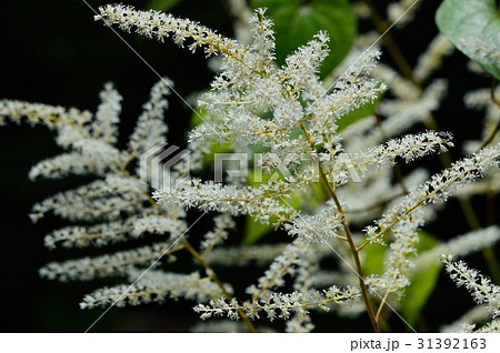 アワモリショウマの白い房状の花 アワモリショウマの白い房状の花 31392163