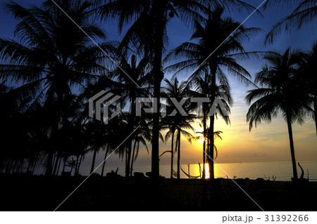 Silhouette coconut with sunrise Silhouette coconut with sunrise 31392266