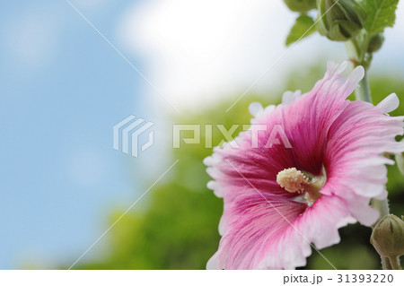 立葵　花 31393220