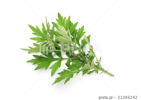 ヨモギ ヨモギ 31393242