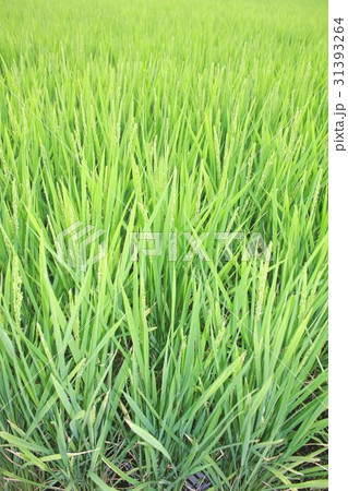 緑濃く、すくすく育つ真夏の稲穂 31393264
