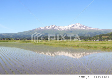 残雪の鳥海山と庄内平野 残雪の鳥海山と庄内平野 31393381