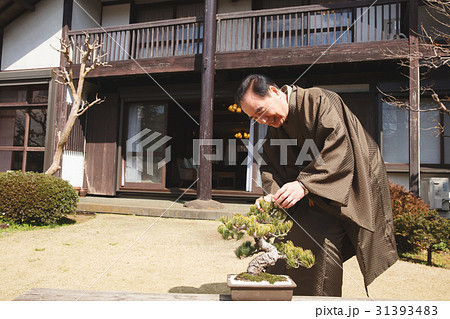 お金持ち　盆栽の手入れ 31393483