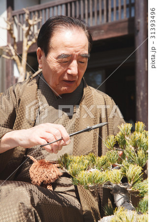 お金持ち　盆栽の手入れ 31393496