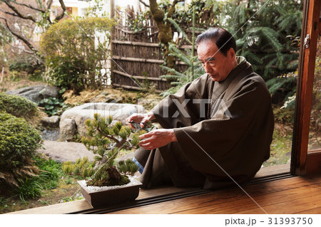 お金持ち　盆栽の手入れ 31393750