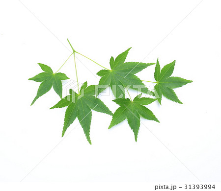 モミジの葉 31393994