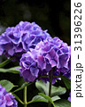 紫陽花　飛鳥山公園 31396226