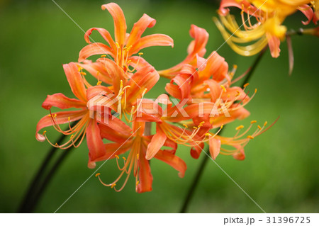 リコリス 31396725