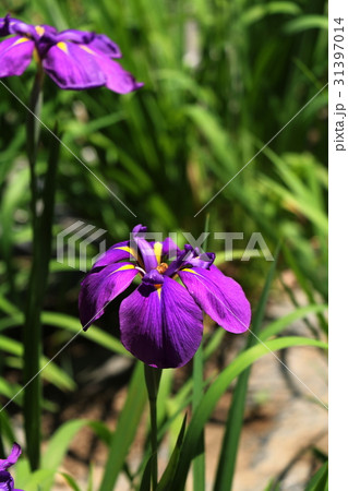 花しょうぶ 花しょうぶ 31397014