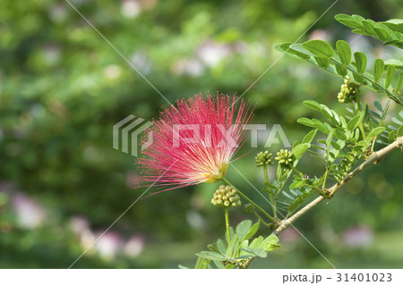 Red Powder Puff Red Powder Puff 31401023