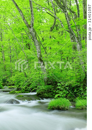 青森_奥入瀬渓流_三乱の流れ周辺 31401097