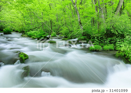 青森_奥入瀬渓流_三乱の流れ周辺 青森_奥入瀬渓流_三乱の流れ周辺 31401099